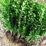 金叶小叶女贞树苗篱笆四季常青庭院植物绿化苗木耐旱耐阴无虫害
