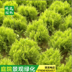 松柏洒金柏耐寒工程绿化墓地松宠物及园艺园林植物乔木行道树常绿