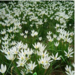 大量批发供应5斤袋葱兰葱莲玉帘白花菖蒲绿化小苗