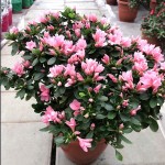 重瓣红三角梅盆栽带花三角梅新品种爬藤老桩四季开花植物勒杜鹃
