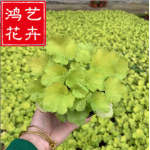 矾根 园林工程立体墙体绿化彩叶耐寒庭院地被植物 花卉基地供应