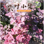 东北辽宁苗圃供应 紫叶小檗 彩叶绿篱苗木 耐寒红叶小檗 量大优惠