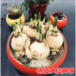 水仙花种球盆栽植物水培室内水养四季开花花卉洋水仙花种子风信子