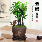 小叶紫檀盆景植物老桩盆栽办公室桌面室内花卉绿植好养活四季摆件