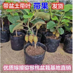 猕猴桃果树苗当年结果绿心嫁接苗南北方种植当年结果庭院盆栽地栽