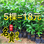 绿奇楠沉香树苗奇楠沉香一代苗沉香种子嫁接苗树苗大苗名贵盆栽苗