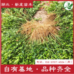枳壳种子 脱毒枳壳苗价格 枸橘种子哪里便宜 湖北地区脱毒枸橘苗