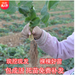 草莓苗带土盆栽四季地栽脱毒奶油红颜莓苗室内阳台种植基地批发