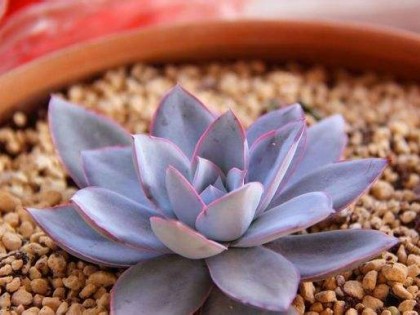广寒宫,多肉植物广寒宫怎么养?
