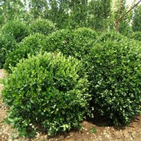 冬青种植基地 坤诺绿化工程 绿化苗木基地 规格齐全