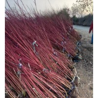 红瑞木树苗基地 红麻球红柳枝条 绿化苗木 户外庭院植物绿化苗
