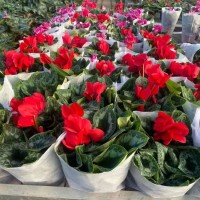 仙客来1.5加仑盆栽培育基地 全健花卉 多年生草本植物