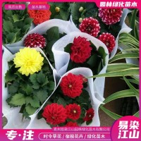 盆栽小丽花价格 易染江山 多年生花卉小丽花供应商