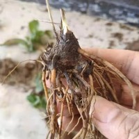 苍术苗 苍术种子 出售苍术种苗 大量现货批发