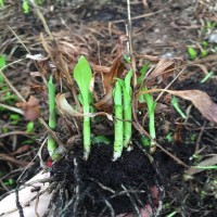 白芨苗批发基地 紫花三叉白芨种子种苗 大量供应